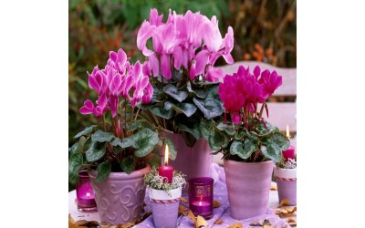 معرفی و تاریخچه برند ورساچه2